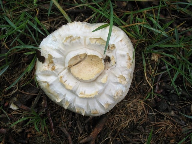 Agaricus sp01